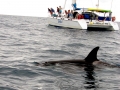 Killer Whale