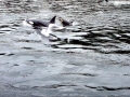 Killer Whale