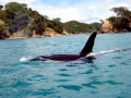 Killer Whale