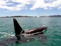 Killer Whale