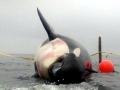 Killer Whale