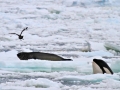 Killer Whale