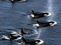 Killer Whale