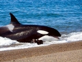 Killer Whale