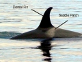 Killer Whale