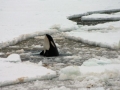 Killer Whale