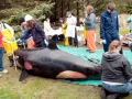 Killer Whale
