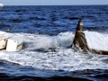 Killer Whale