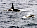 Killer Whale