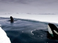 Killer Whale