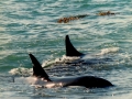 Killer Whale