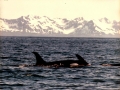 Killer Whale