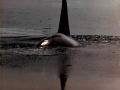 Killer Whale