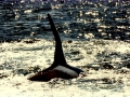 Killer Whale