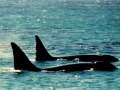Killer Whale