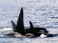 Killer Whale