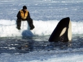 Killer Whale