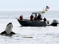 Killer Whale