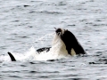 Killer Whale