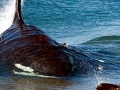 Killer Whale