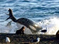 Killer Whale