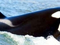 Killer Whale
