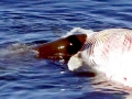 Killer Whale
