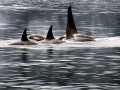 Killer Whale