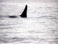 Killer Whale