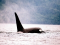 Killer Whale