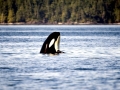Killer Whale