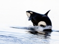 Killer Whale