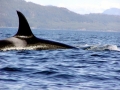 Killer Whale