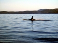 Killer Whale