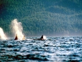 Killer Whale