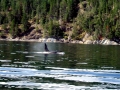 Killer Whale