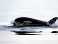 Killer Whale