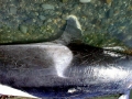 Killer Whale
