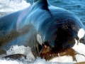 Killer Whale