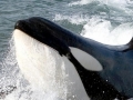 Killer Whale