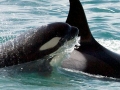 Killer Whale