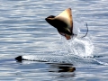 Killer Whale