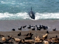 Killer Whale