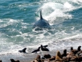 Killer Whale