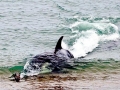 Killer Whale