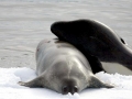 Killer Whale