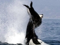 Killer Whale