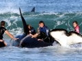 Killer Whale