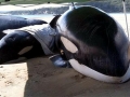 Killer Whale
