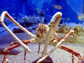 King Crab